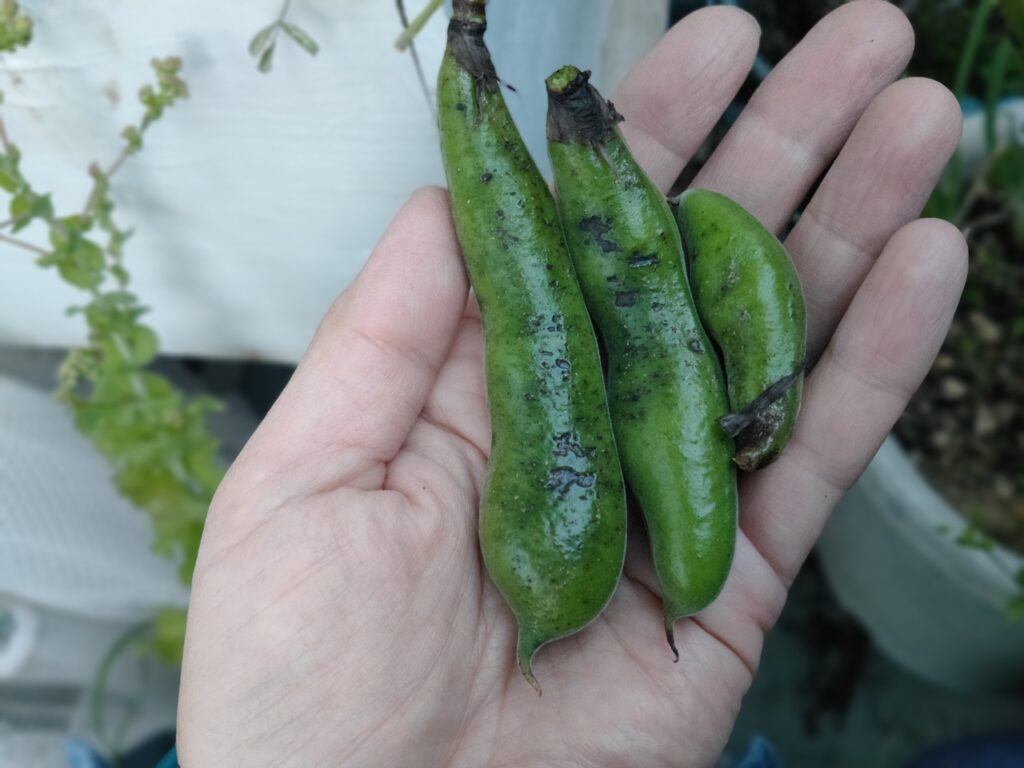 ダイソー一寸そら豆の収穫