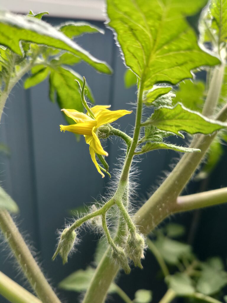 トマトの花