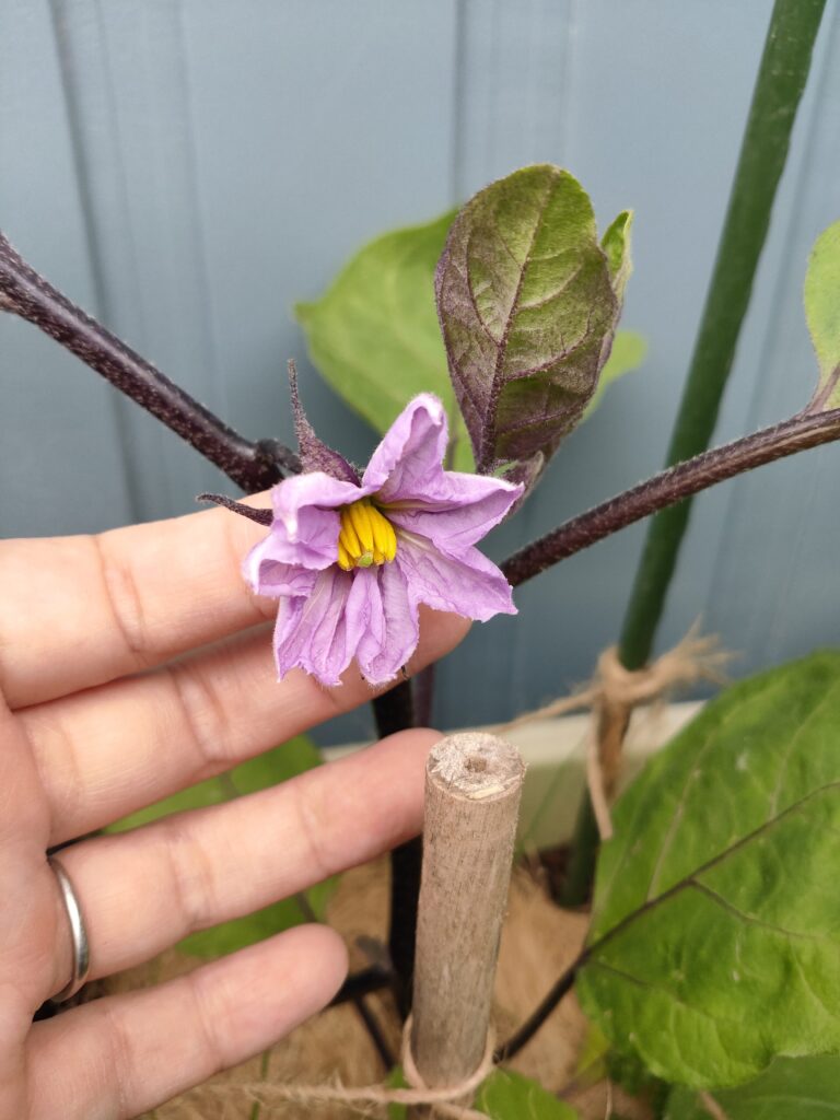 なすの花,摘花