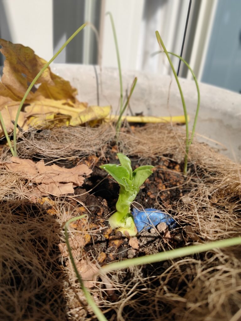 そらまめの発芽