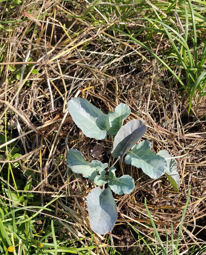 ニラ畑の中に植えたブロッコリー