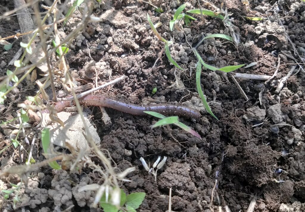 ミミズ様様！偶然できたミミズコンポストにびっくり！ | 家庭菜園大好きママのお庭日記