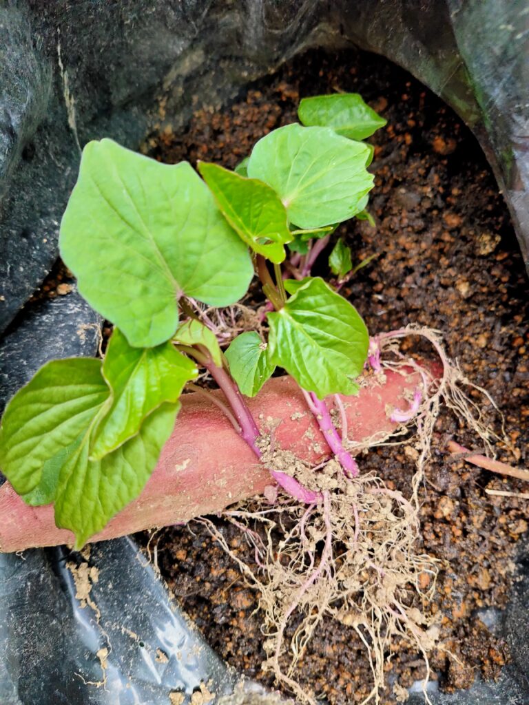 発根したさつまいも